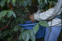 Central American Arabica Premiums Reach A 3-Year High: What The Dry Corridor Crisis Means For Global Coffee Prices