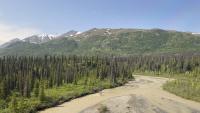 In Alaska, a white shape on the tundra turned out to be an albino caribou unseen for decades