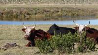 SA and Namibia reevaluate livestock trade after FMD outbreak