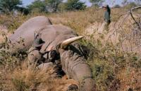 Some chiefs are still facilitating smuggling of wildlife and natural resources