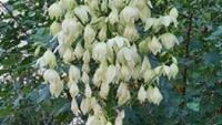 Ashgabat’s Living Chandeliers: Catch the Yucca in Full Bloom Before It Fades
