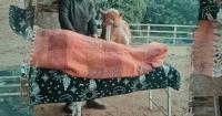 Wellbeing sessions that combine Reiki with freely roaming horses