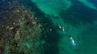 Going west, where the wild things are: Western Australia, wildflowers, Abrolhos, Kalbarri, Perth
