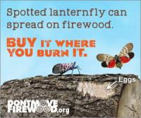 It’s Firewood Month: Help protect Michigan’s trees by leaving firewood at home