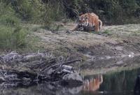 In Nepal, AI builds on local knowledge to help prevent tiger attacks