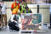 Indonesia repatriates Sumatran orangutan rescued in India