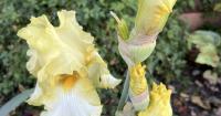 Market Corner: Seeds are tricky travelers