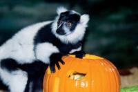 FanDuel invites VIP gamblers and their children to Halloween celebration at Philadelphia Zoo