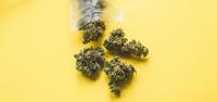 Poll: 74% of North Carolina Voters Back Medical Cannabis Legalization; 63% Support Adult-Use Cannabis Reforms