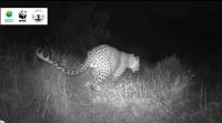 New leopard spotted in Armenia’s Gndasar Community Conserved Area