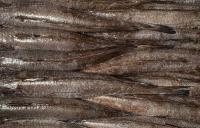 In latest Good Fish Guide, Marine Conservation Society downgrades 29 fisheries, improves 11 ratings