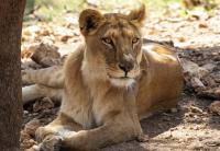 An Average of 80% of Africa’s Vertebrate Wildlife Populations are Lost