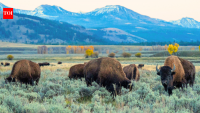 Energy firm gives Yellowstone record $105 million for conservation and visitors