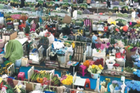 China's largest flower market blossoms into a national trading and tourism hub