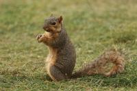 Mitchell, South Dakota Proudly Declares Squirrel Appreciation Day