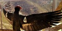 Who should have a say in which species are saved? The California condor offers lessons for a global biodiversity treaty
