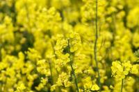Drought hampering EU oilseeds production