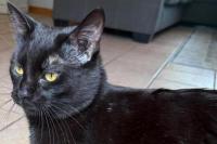 Sioux Falls Shelter Not Allowing Black Cat Adoptions This Month