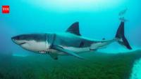 65-year old swimmer killed in shark attack off South African coast; 2 beaches shut
