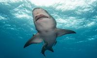 Shark kills woman swimming off popular South African beach