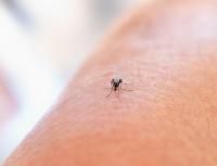 Mosquitoes in Cyprus: why do some people get bitten more?