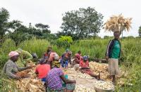 Togo's Cereal Output Set to Rise 4.3% in 2026-2027