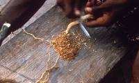 The next ayahuasca? US drug companies are vying to get their hands on a mind-altering root bark used in Gabonese ritual traditions