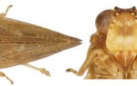 Scientists Discover Entirely New Insect Genus and Species on Curaçao, Aruba and Bonaire