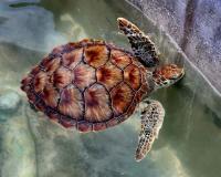 Turtle meat just 6% of revenue at subsidised farm