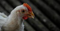 Mexico suspends imports of Brazilian chicken over outbreak of Newcastle disease