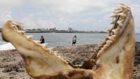 Shark attack turns morning swim fatal off South Africa