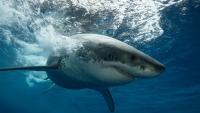 Woman, 65, mauled to death by shark ‘while swimming with group’ as popular beach closed in South Africa
