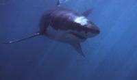 CBS News Shark kills woman swimming off popular beach in South Africa