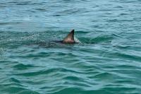 Shark kills swimmer off South Africa's southeast coast
