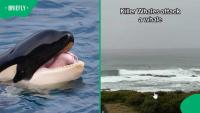 SA man films killer whales attacking whale off Stillbaai coast