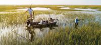 Hunting Marsh Rail Birds on North Carolina’s Cape Fear River