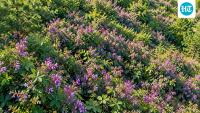 In the 1930s, US agencies planted bicolor lespedeza for erosion control and wildlife habitat; it later reached an estimated 115,550 forest acres