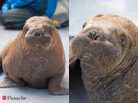 Baby walrus found between 2 dead adults in Alaska survives 3-day Arctic storm and polar bears; but his new life comes at a cost. He can never return home now