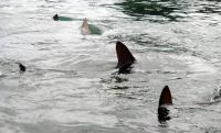 Woman dies after shark attack in South Africa