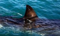 Shark kills woman swimming off S. Africa Cape 