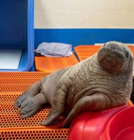 Orphaned Walrus Calf’s Alaska Rescue Leads to Life in Human Care