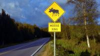 Moose Makes Rare Appearance Near Brewster, New York