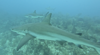 Three Cayman Islands sites recognised as Important Shark and Ray Areas by IUCN 20 October 2026
