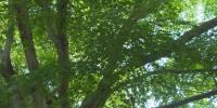 North Las Vegas launches survey to guide 35,000-tree planting plan
