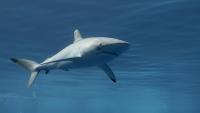 As silky sharks decline, Costa Rica’s dominant trade faces a reckoning