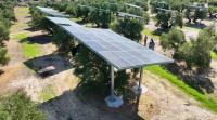 Elevated agrivoltaics for olive cultivation