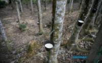 Business : Intervention Programmes Help Boost Malaysiaâ€™s Natural Rubber Output - KPK