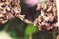 Scientists Say Honey Bee Colonies Are Superorganisms and We’ve Been Understanding Them All Wrong