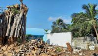 Environmental group flags surge in tree removal