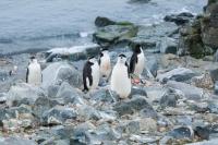 Climate Crisis Likely Caused World’s Largest Penguin Colony to ‘Crash’